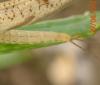 Ephemera glaucops